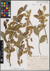 Foto von Salix excelsa S. G. Gmel.